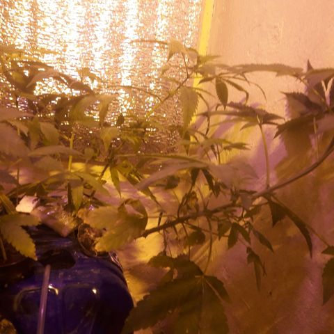 Ak Ramdon growlog photo: Pasan a flora 12/12