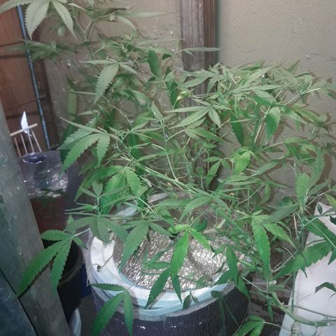 Ak 47 Madre growlog photo: Se realizo una poda. Sacando 14 esquejes. 