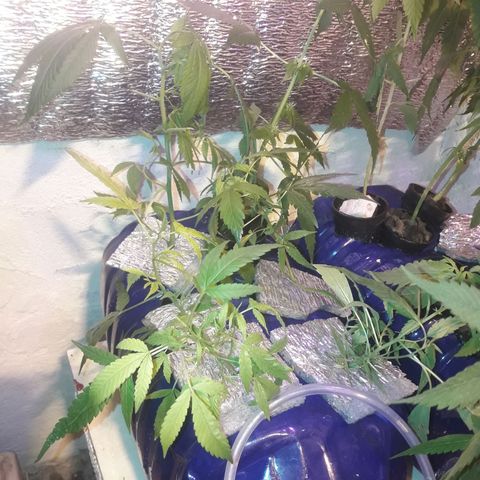 Esquejes #1 #1 growlog photo: Riego y nutricion