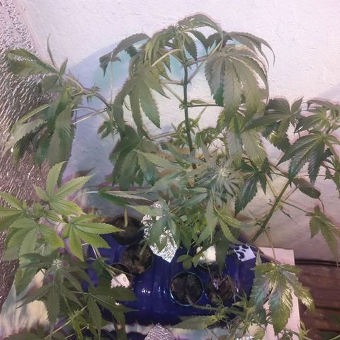 Ak Ramdon growlog photo: Nutricion y limpieza
