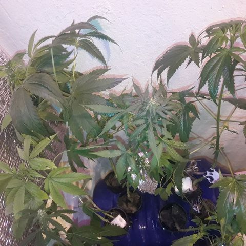 Ak Ramdon growlog photo: Nutricion y limpieza
