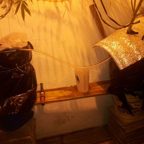 Scrog growlog photo: Se murio la planta del.medio. 
Se tapo los tachos