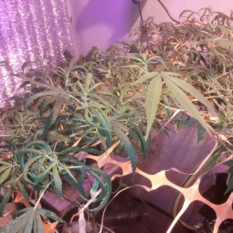 Scrog growlog timeline photo
