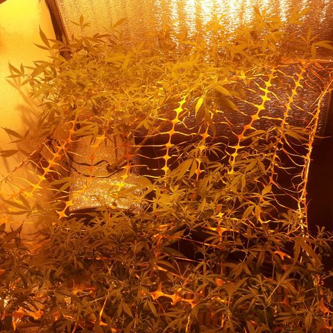Scrog growlog photo: Se murio la planta del.medio. 
Se tapo los tachos