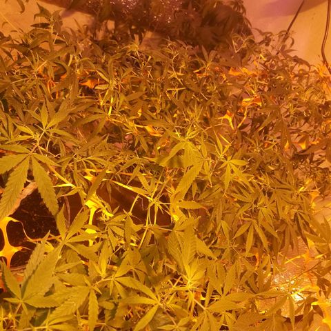 Scrog growlog timeline photo