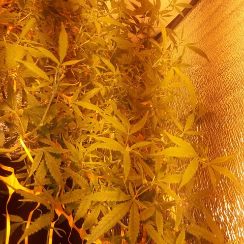 Scrog growlog timeline photo
