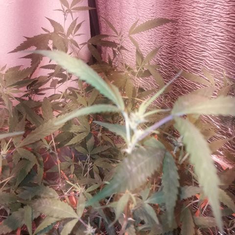 Scrog growlog timeline photo