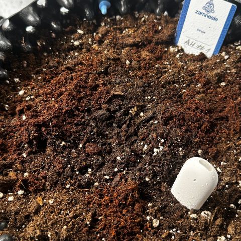AH #1 growlog photo: Eingesetzter Samen nach Keimung