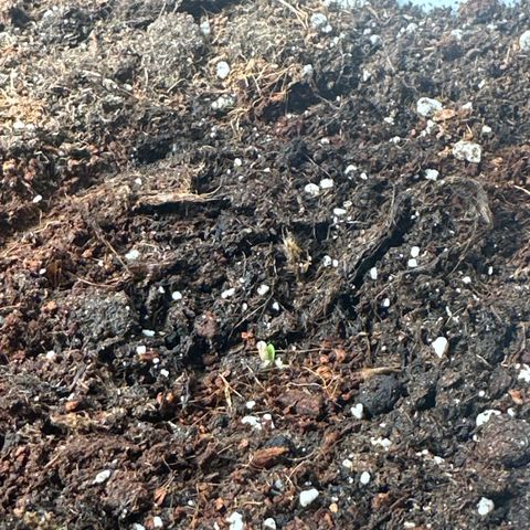 AH #1 growlog timeline photo