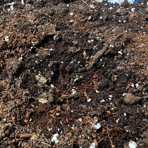 AH #1 growlog timeline photo