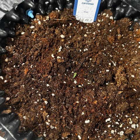 AH #1 growlog timeline photo