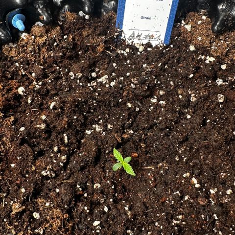 AH #1 growlog timeline photo