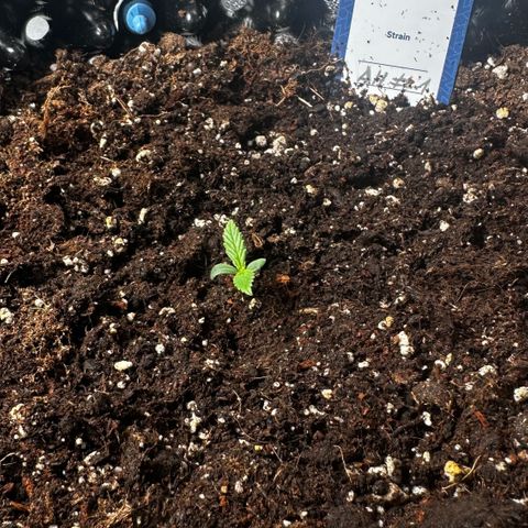 AH #1 growlog timeline photo