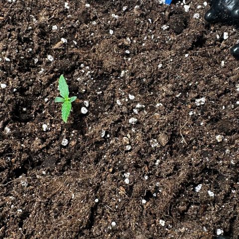 AH #1 growlog timeline photo
