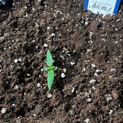 AH #1 growlog timeline photo