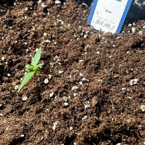 AH #1 growlog timeline photo