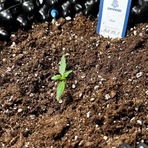 AH #1 growlog timeline photo