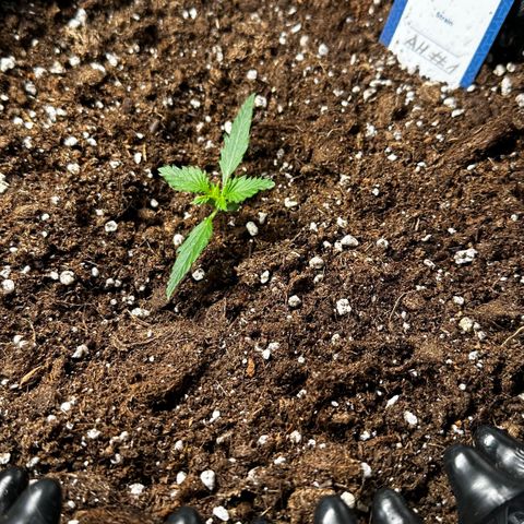 AH #1 growlog timeline photo