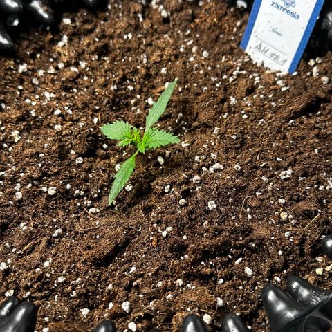 AH #1 growlog timeline photo