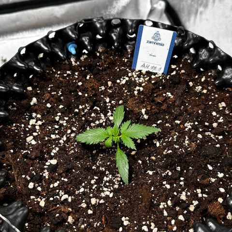 AH #1 growlog timeline photo