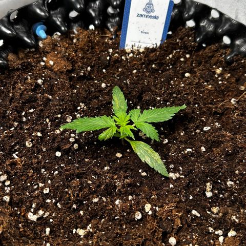 AH #1 growlog timeline photo