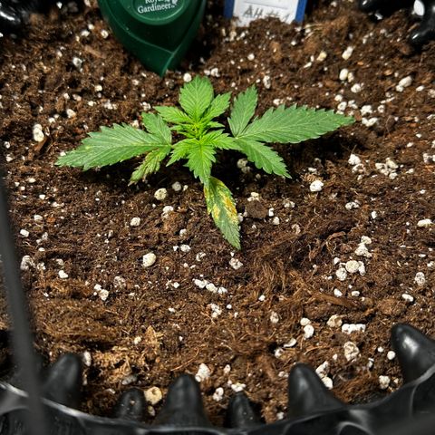 AH #1 growlog timeline photo
