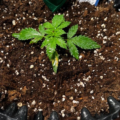 AH #1 growlog timeline photo
