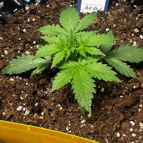 AH #1 growlog timeline photo