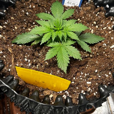 AH #1 growlog timeline photo