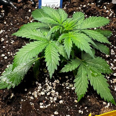 AH #1 growlog timeline photo