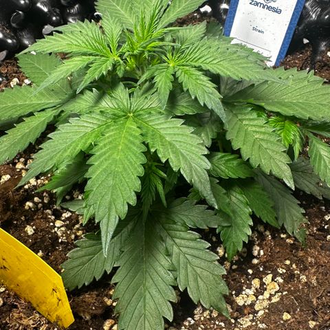 AH #1 growlog timeline photo