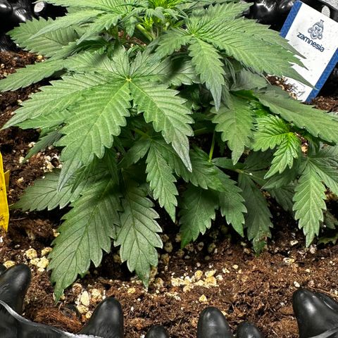 AH #1 growlog timeline photo