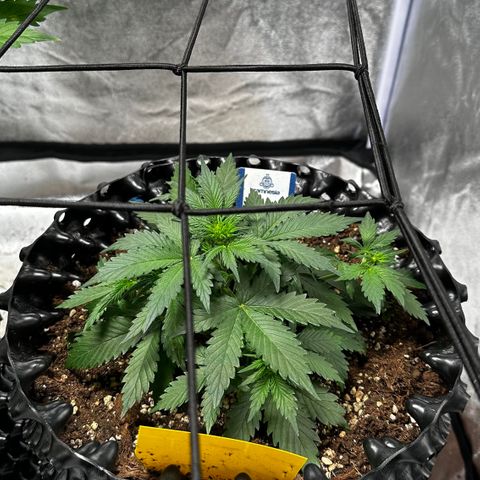 AH #1 growlog timeline photo
