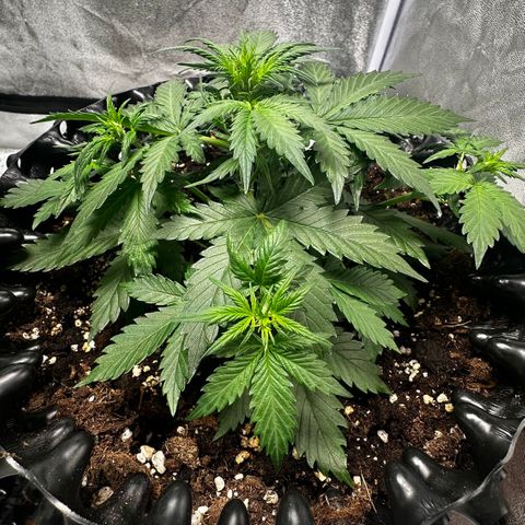 AH #1 growlog timeline photo