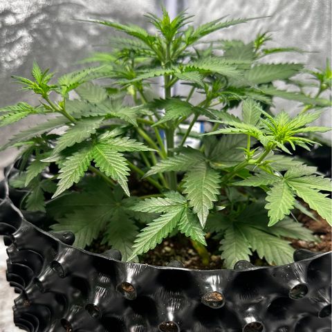 AH #1 growlog timeline photo