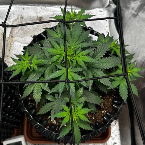AH #1 growlog timeline photo
