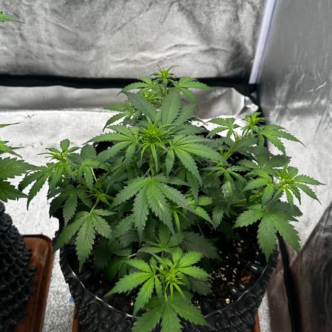 AH #1 growlog timeline photo