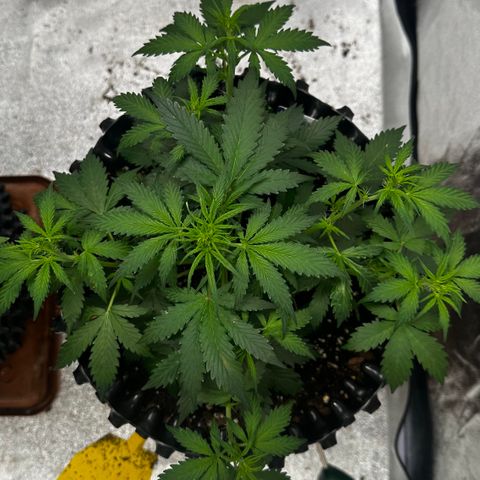AH #1 growlog timeline photo