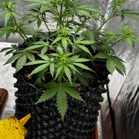 AH #1 growlog timeline photo