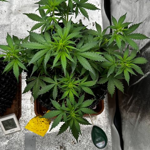 AH #1 growlog timeline photo