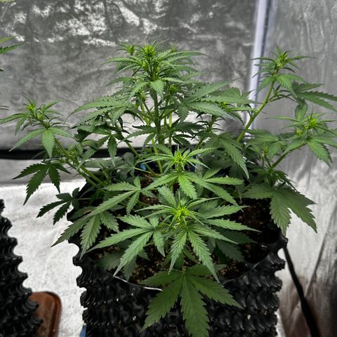 AH #1 growlog timeline photo