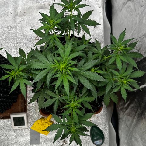 AH #1 growlog timeline photo