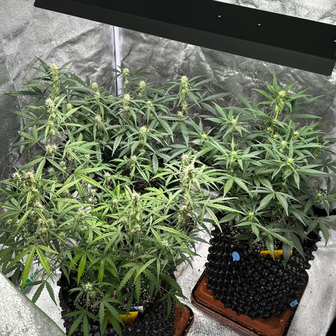AH #1 growlog timeline photo