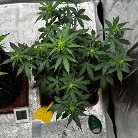 AH #1 growlog timeline photo