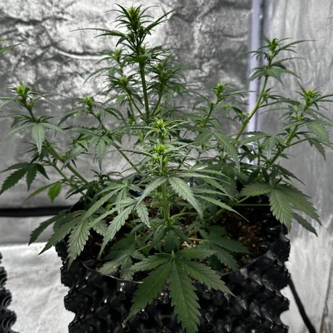 AH #1 growlog timeline photo