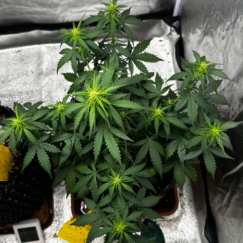 AH #1 growlog timeline photo