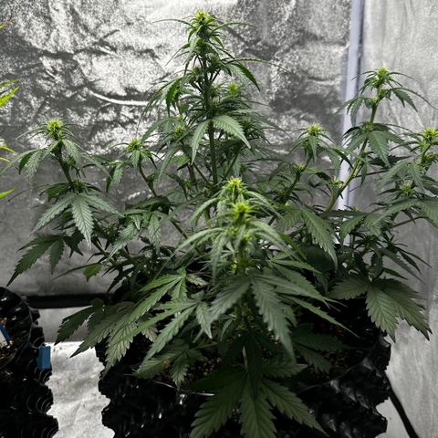 AH #1 growlog timeline photo