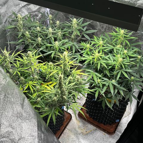 AH #1 growlog timeline photo