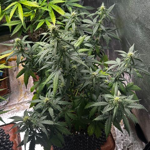 AH #1 growlog timeline photo