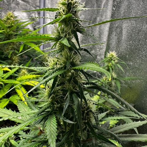 AH #1 growlog timeline photo